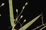 Hemlock rosette grass